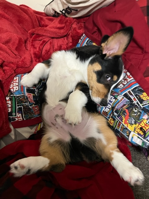 Magnus the corgi laying on a Star Wars blanket when he was about 5 months old being cute. 