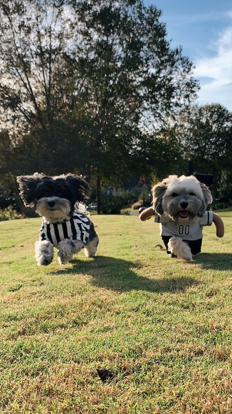 ppy Halloween from the mascots of Budget Blinds of Kennesaw,Acworth and Dallas